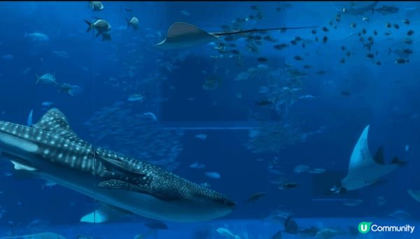 參加了Klook的沖繩北部的一日團，水族館很大，有海洋館，海...