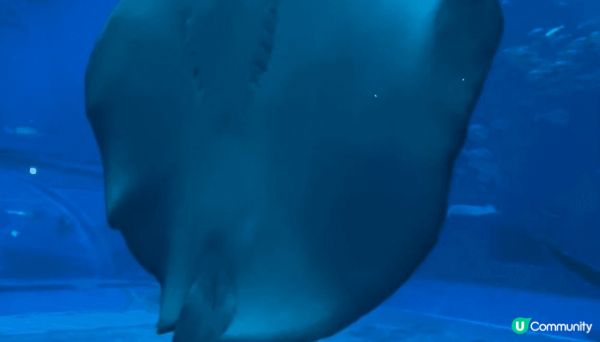 參加了Klook的沖繩北部的一日團，水族館很大，有海洋館，海...