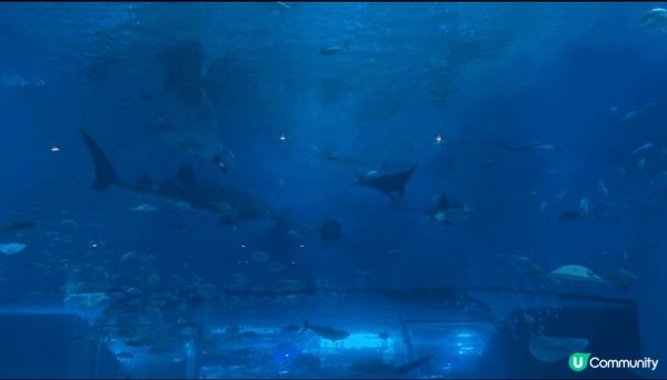 參加了Klook的沖繩北部的一日團，水族館很大，有海洋館，海...