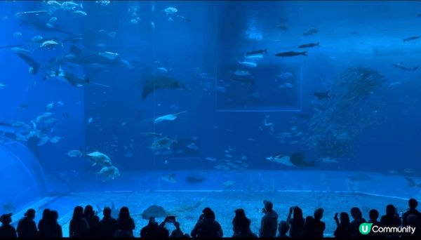 參加了Klook的沖繩北部的一日團，水族館很大，有海洋館，海...