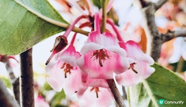 賞花不僅讓人欣賞到不同季節的花卉
