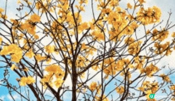 賞花不僅讓人欣賞到不同季節的花卉