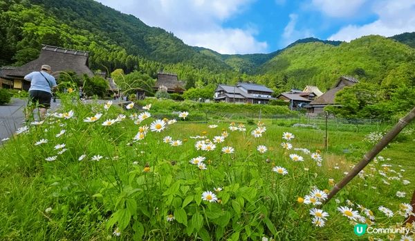 京都美山町一定要去嘅日本自然景點，一幢幢可愛嘅茅草小屋，一大...
