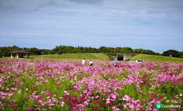 大魚神社海中鳥居