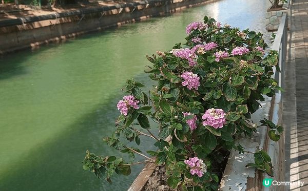 黃竹坑香葉道有一條污水明渠，從前會散發臭味，隨著港鐵南港島線...