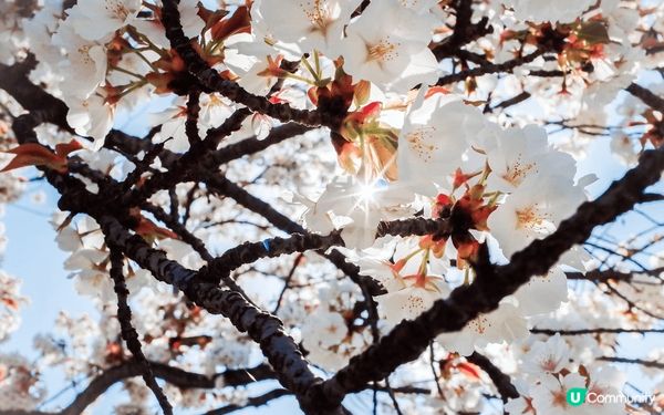 之前去日本關西，所到之處的風景、建築物都很美、適時季節還有櫻...