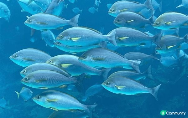 台灣桃園XPark，一個充滿歡樂的大型水族館，還有其他富有教...