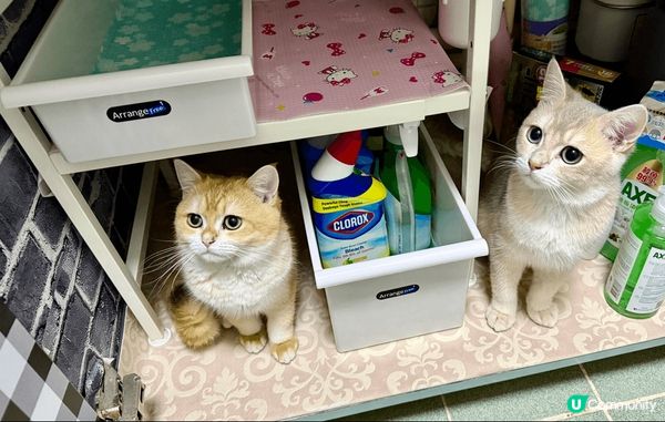 我叫 Cooper 仔，10月2024年出世，紫金英短