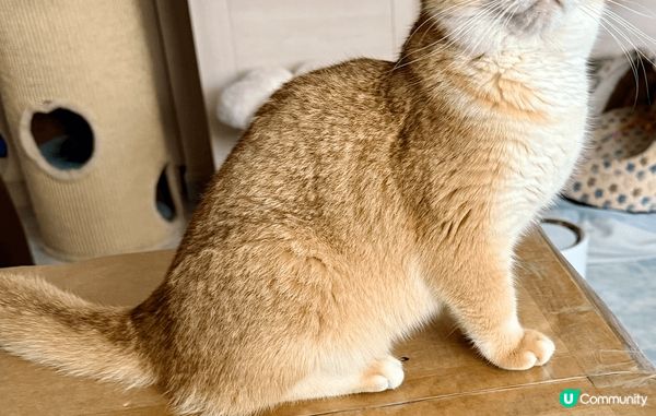 我叫 Cooper 仔，10月2024年出世，紫金英短