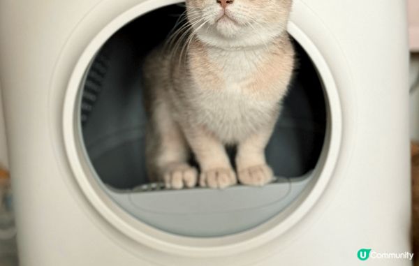 我叫 Cooper 仔，10月2024年出世，紫金英短