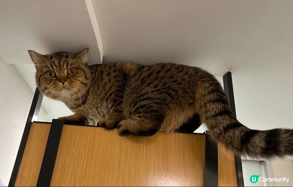 最乖最可愛既毛孩