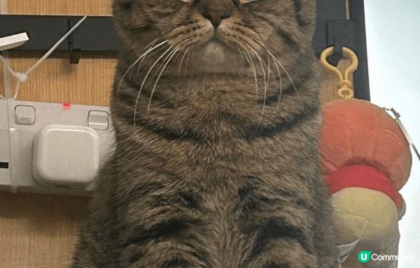 最乖最可愛既毛孩