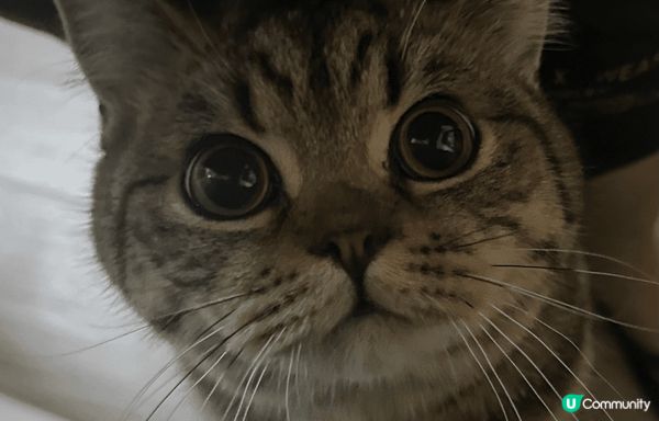 最乖最可愛既毛孩