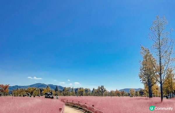 慶南粉紅芒草海超夢幻，被滿滿粉紅芒草包圍，隨便影都超美，少女...