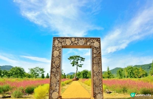 慶南粉紅芒草海超夢幻，被滿滿粉紅芒草包圍，隨便影都超美，少女...