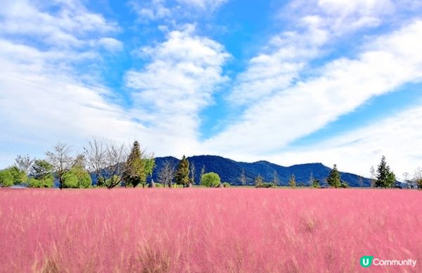 慶南粉紅芒草海超夢幻，被滿滿粉紅芒草包圍，隨便影都超美，少女...