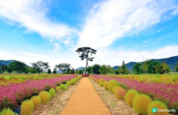 慶南粉紅芒草海超夢幻，被滿滿粉紅芒草包圍，隨便影都超美，少女...
