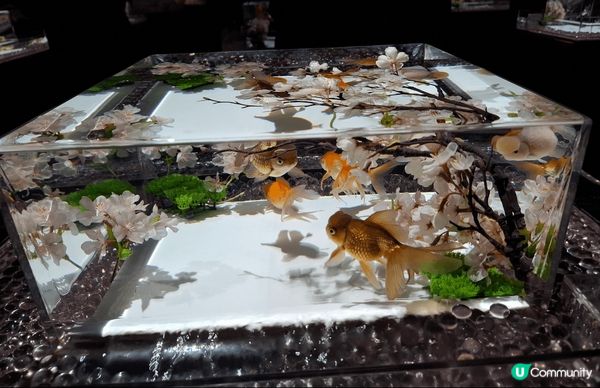 櫻花中金魚暢游