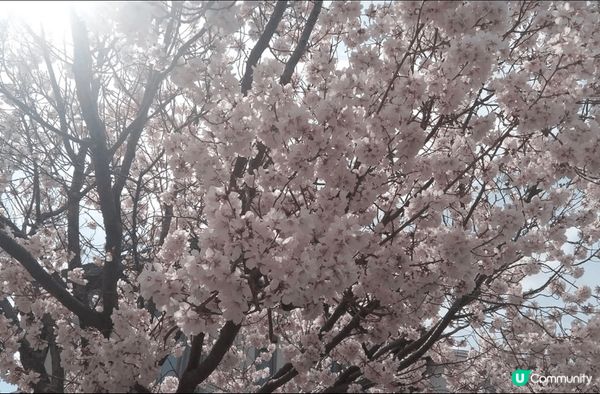 去河口湖睇櫻花真係一個超浪漫嘅體驗！每年春天，當櫻花盛開，成...