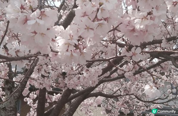 去河口湖睇櫻花真係一個超浪漫嘅體驗！每年春天，當櫻花盛開，成...
