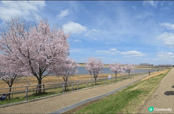 去河口湖睇櫻花真係一個超浪漫嘅體驗！每年春天，當櫻花盛開，成...