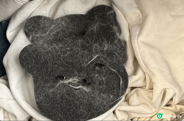 養貓人士 衣服上一定會黏上好多貓毛