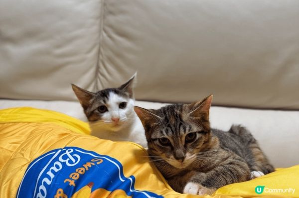 養貓人士 衣服上一定會黏上好多貓毛