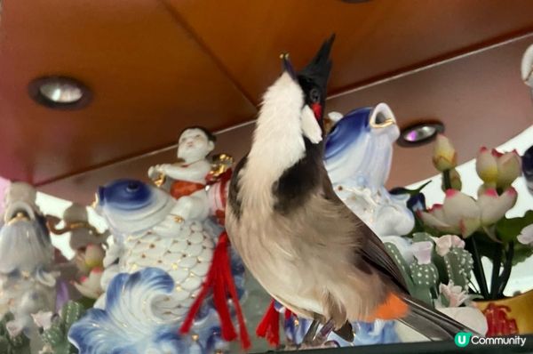 扮雕像🐤：我扮後面條魚 比媽媽影相。