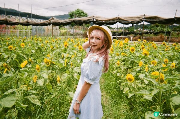 元朗信芯園 向日葵?