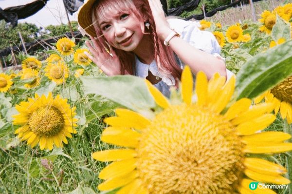 元朗信芯園 向日葵?