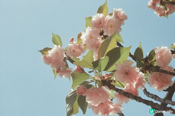 你哋今年睇左櫻花未呀？ 🌸