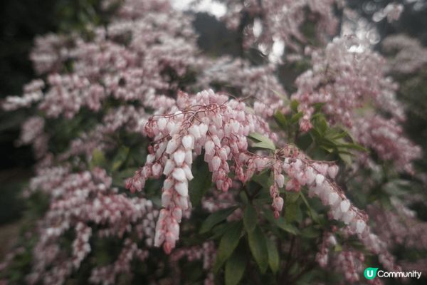 這是在日本東京的新宿御苑，是其中一個著名的賞櫻地點，雖然當時...
