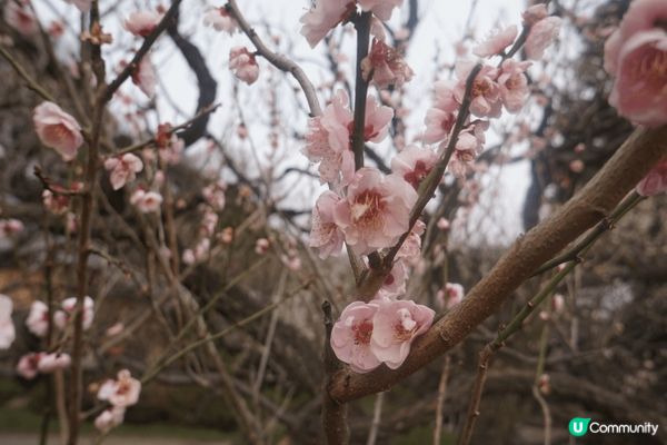 這是在日本東京的新宿御苑，是其中一個著名的賞櫻地點，雖然當時...