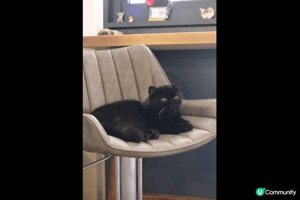 位於大尾篤龍尾灘附近嘅打卡貓貓cafe,有好多百厭BB貓陪你...