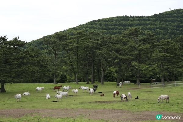濟州島，聯合國教科文組織自然遺產，自然風景優美，好玩的地方很...