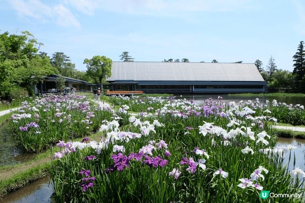 名古屋遊，伊勢神宮美食、明花之里繡球花，合掌村，超正
