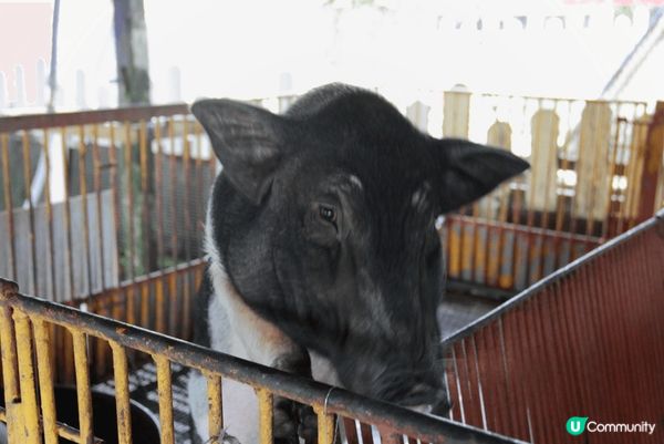 我喜歡這個景點的原因是可以看到心愛的豬豬，望到牠們會消除你的...