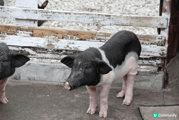 我喜歡這個景點的原因是可以看到心愛的豬豬，望到牠們會消除你的...