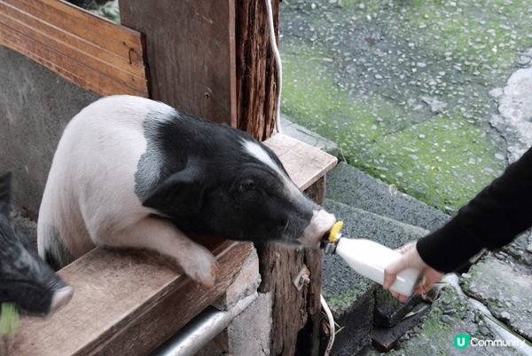 我喜歡這個景點的原因是可以看到心愛的豬豬，望到牠們會消除你的...