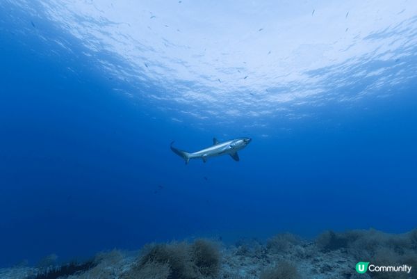 菲律賓潛水真係好正，風景超靚，係香港睇唔到既大自然環境，對住...