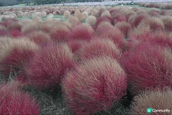 海之中道海濱公園面積非常之大，好適合親子遊。一年四季唔同顏色...
