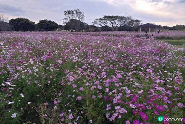 海之中道海濱公園面積非常之大，好適合親子遊。一年四季唔同顏色...