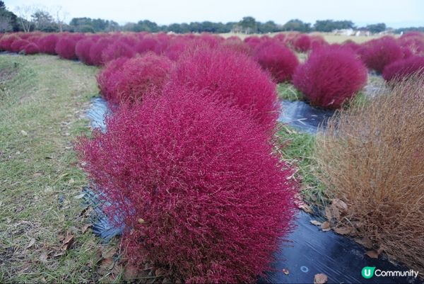 海之中道海濱公園面積非常之大，好適合親子遊。一年四季唔同顏色...