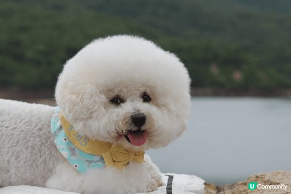 Hello大家好吖😘我係卡洛B Calbee吖🐻‍❄️我最近...