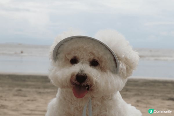 Hello大家好吖😘我係卡洛B Calbee吖🐻‍❄️我最近...