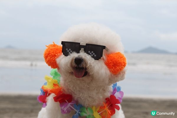 Hello大家好吖😘我係卡洛B Calbee吖🐻‍❄️我最近...