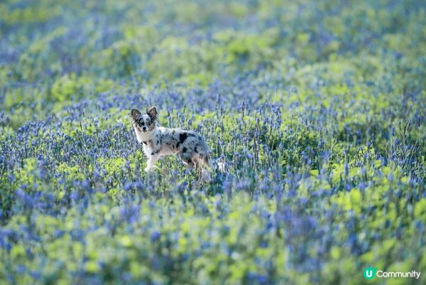 圖1 行街街見到鬆弛熊好