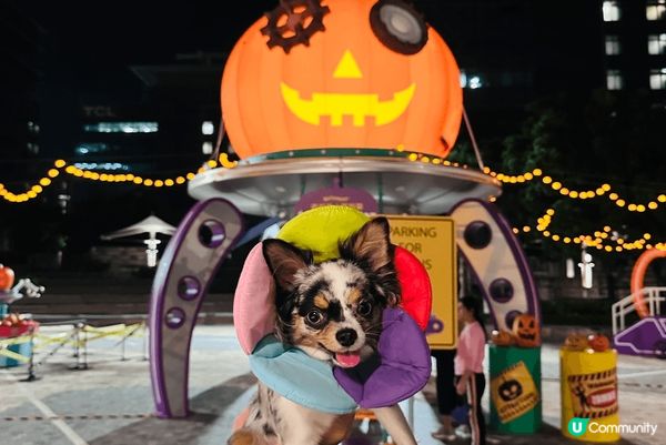 圖1 行街街見到鬆弛熊好