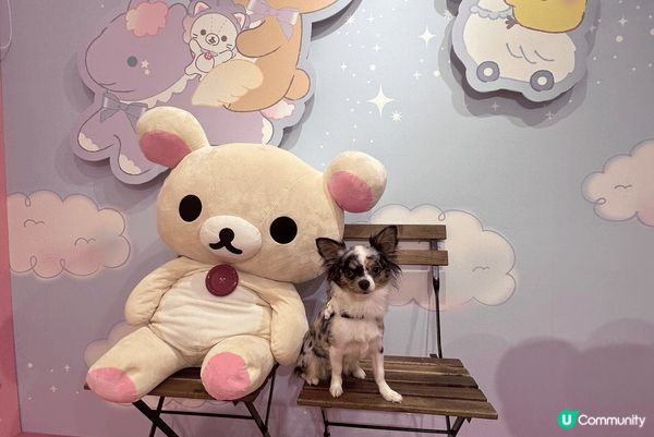 圖1 行街街見到鬆弛熊好