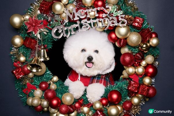 西貢一直都是養狗之人十分喜愛的假日熱點，區內店舖一般都是寵物...